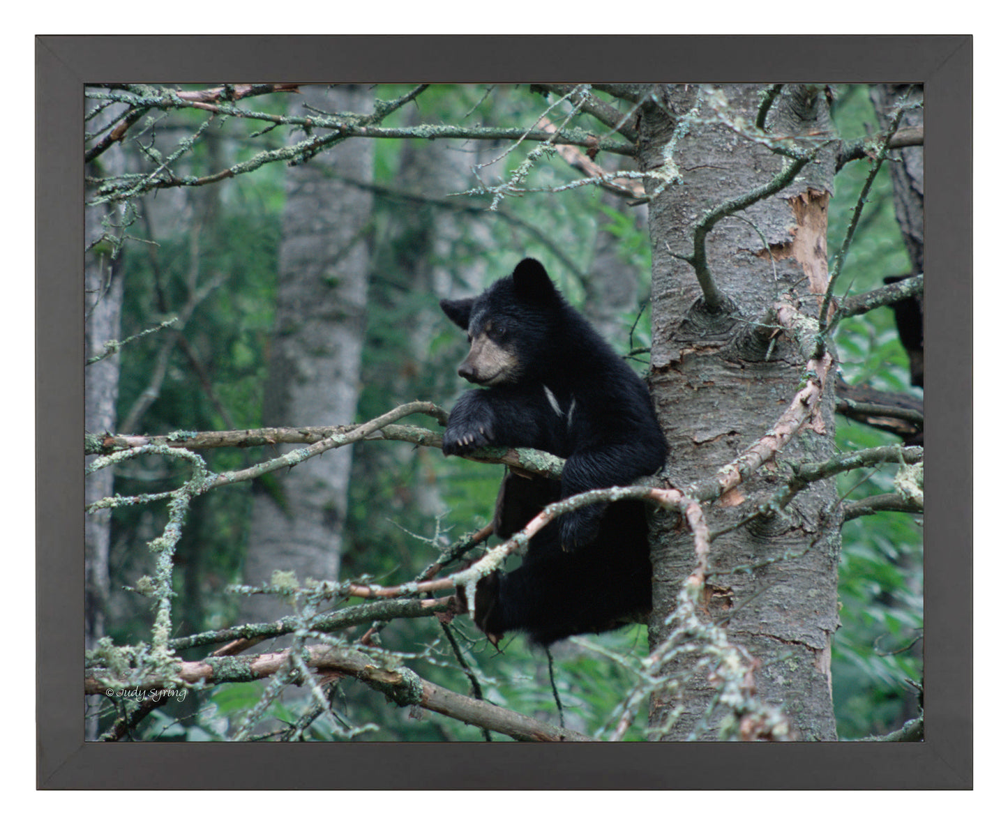 Black Bear Cub - Art Prints