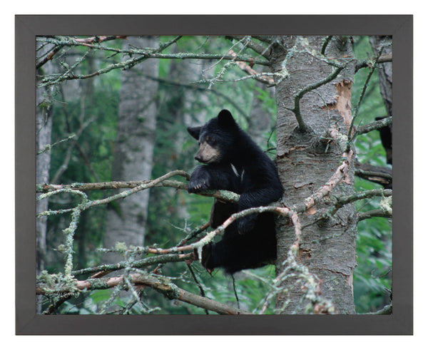 Black Bear Cub - Art Prints