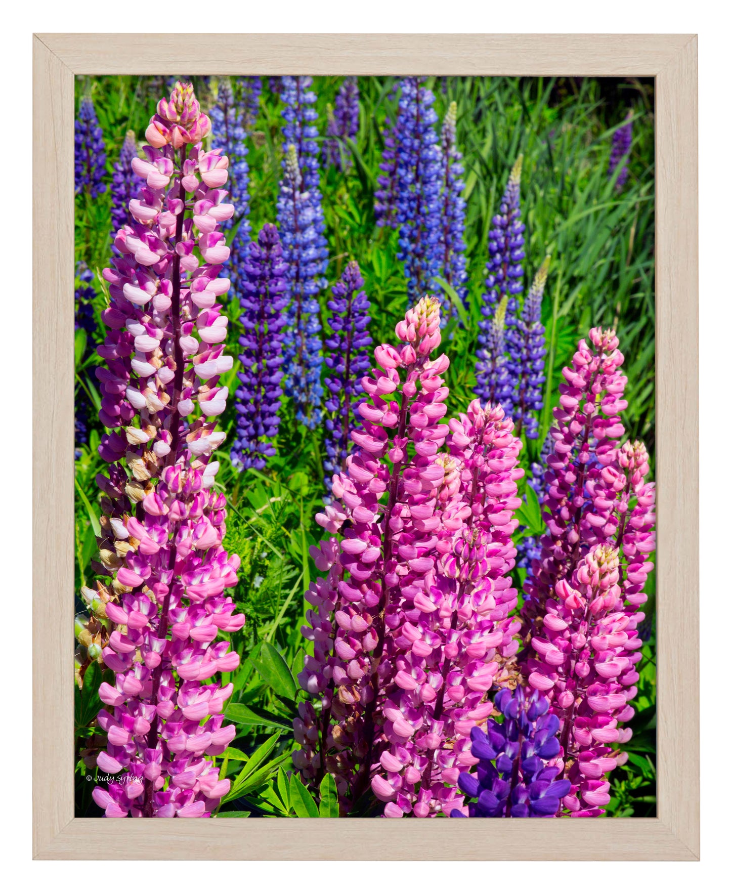 Mixed Lupine - Art Prints