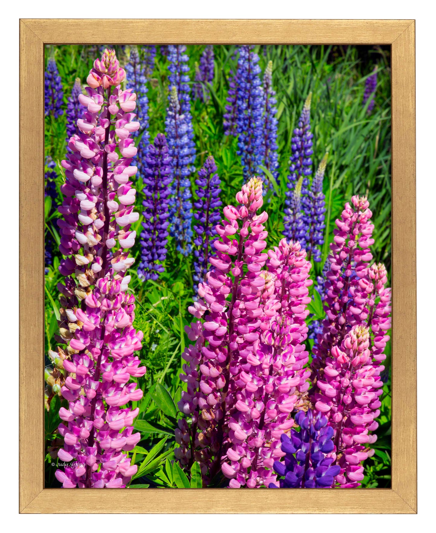 Mixed Lupine - Art Prints