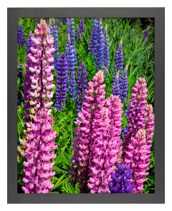 Mixed Lupine - Art Prints