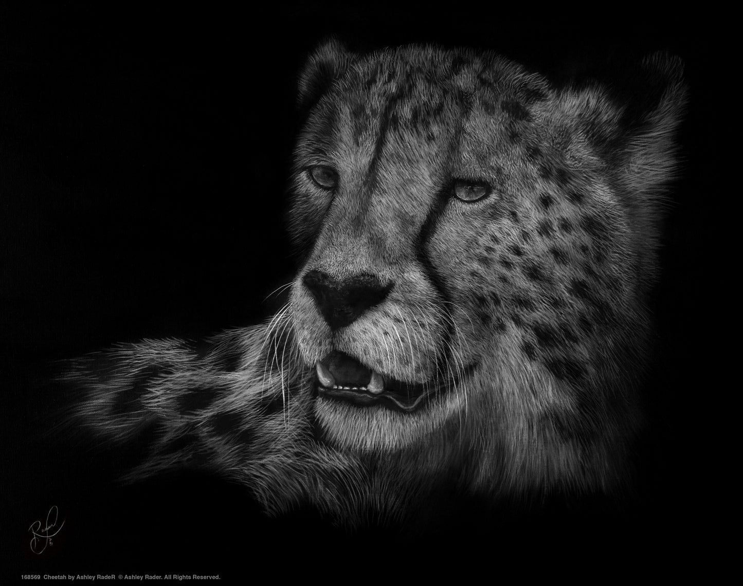 Cheetah_Art Prints
