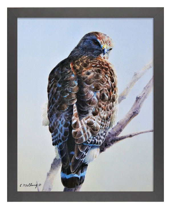 Red Shouldered Raptor_Art Prints