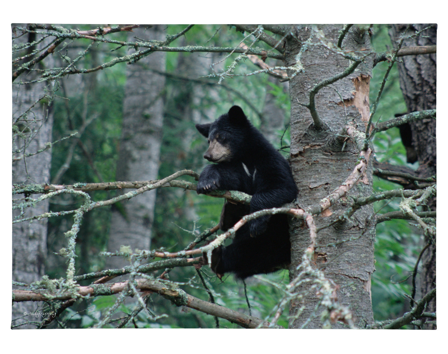 Black Bear Cub - 13" x 18" Gallery Wrapped Canvas