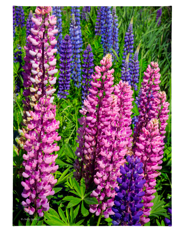 Mixed Lupine - 13" x 18" Gallery Wrapped Canvas