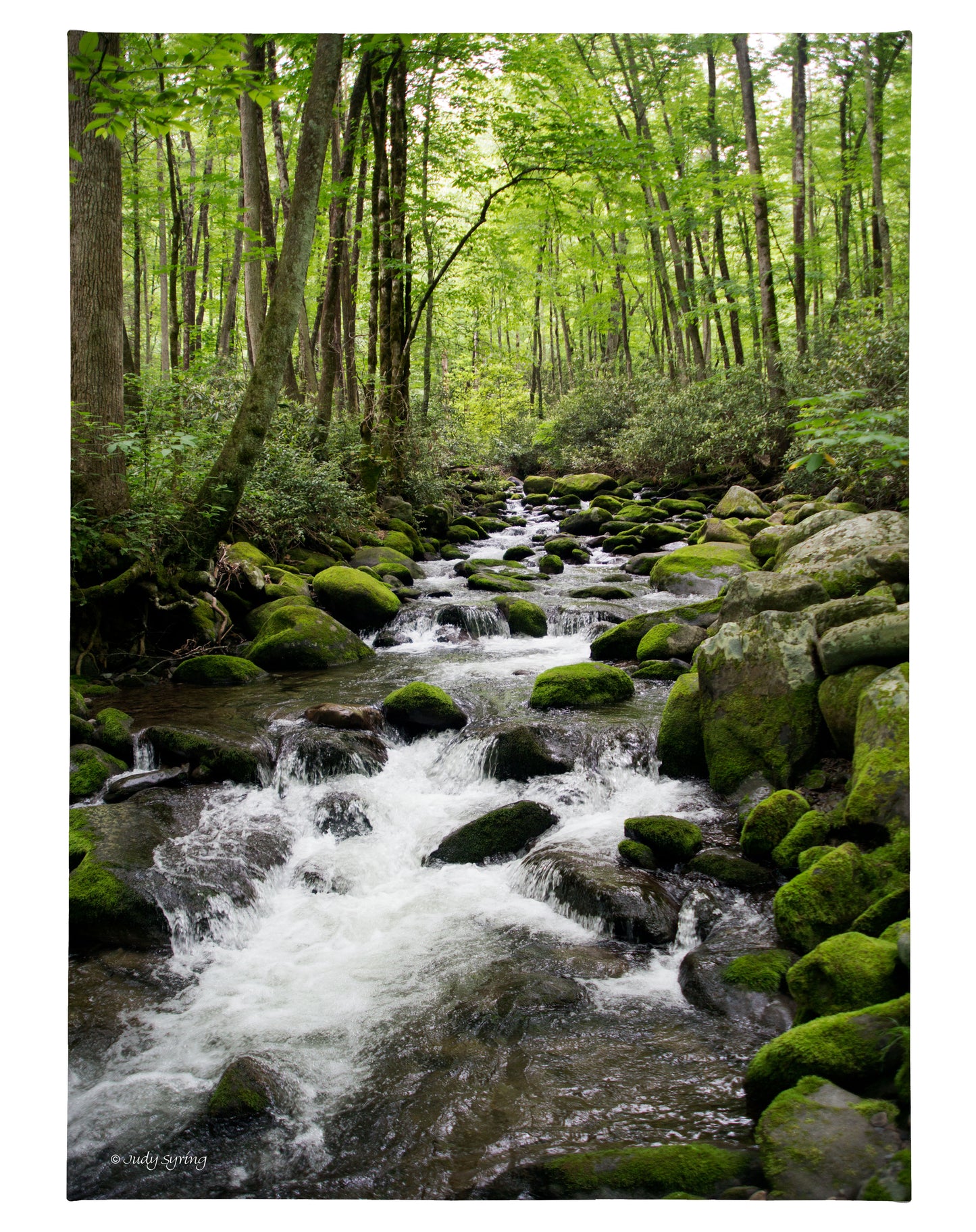 Woodland Stream - 18" x 13" Gallery Wrapped Canvas