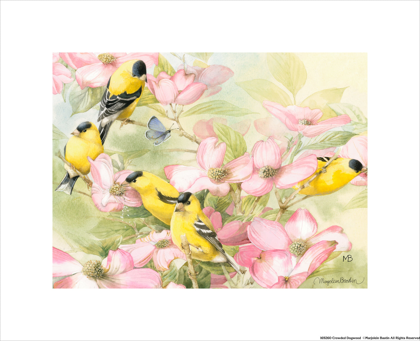 Crowded Dogwood - Art Prints