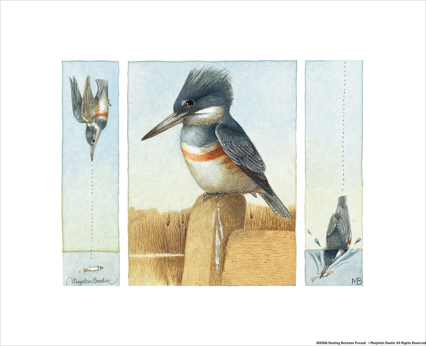 Resting Between Pursuit - Art Prints