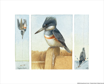 Resting Between Pursuit - Art Prints