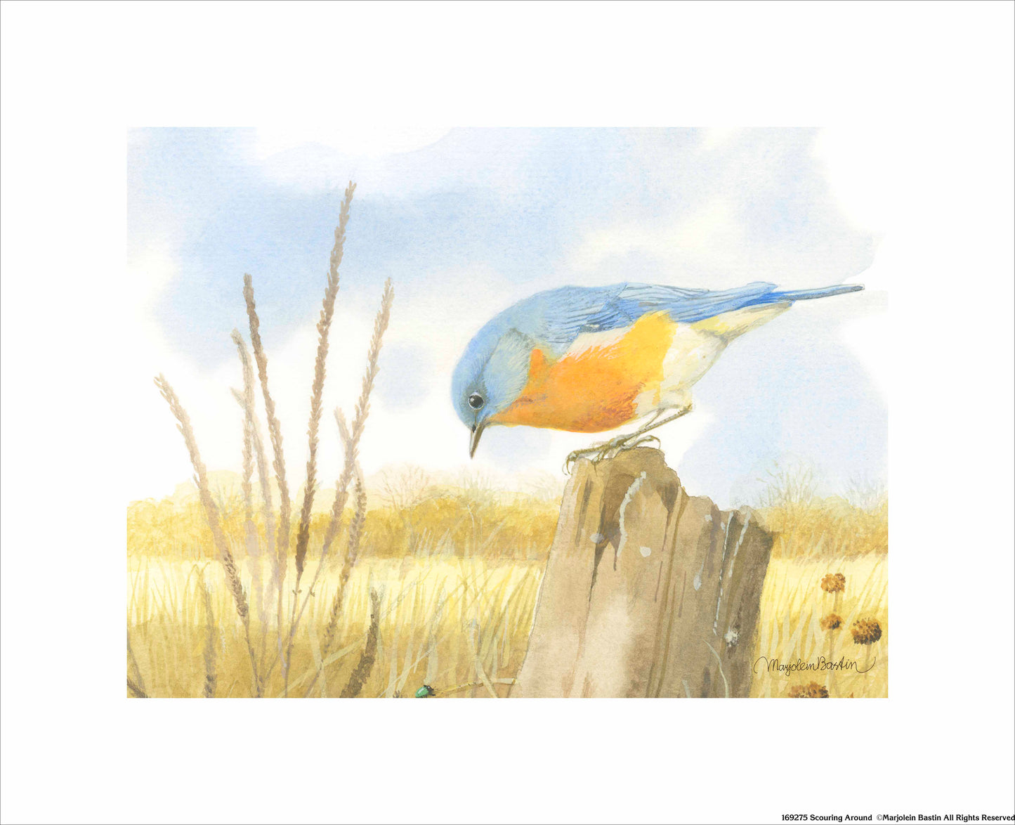 Scouring Around - Art Prints