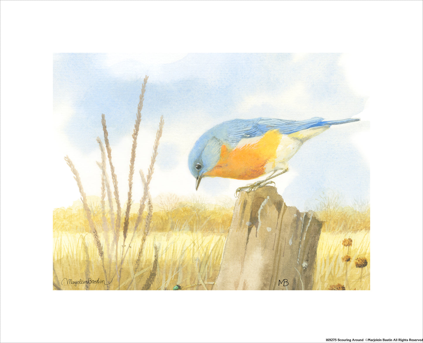 Scouring Around - Art Prints