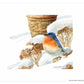 Winter Bluebird - Art Prints