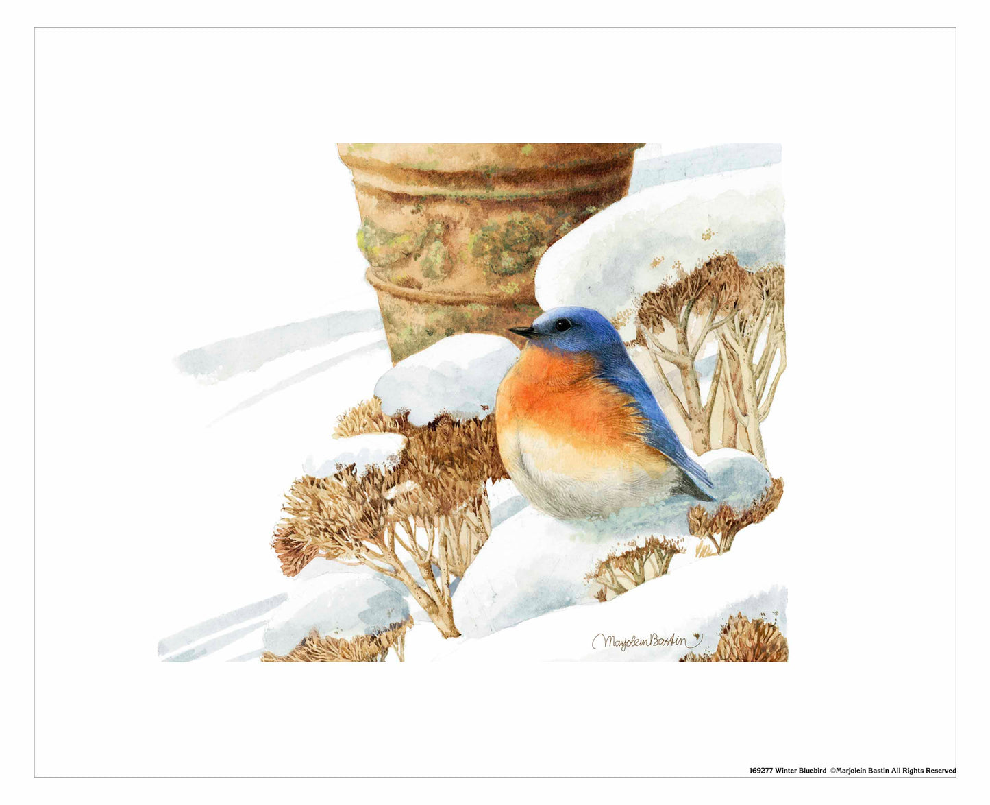Winter Bluebird - Art Prints