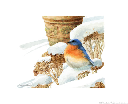 Winter Bluebird - Art Prints