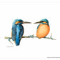 The Common Kingfisher - Art Prints