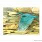 Kingfisher in Flight - Art Prints