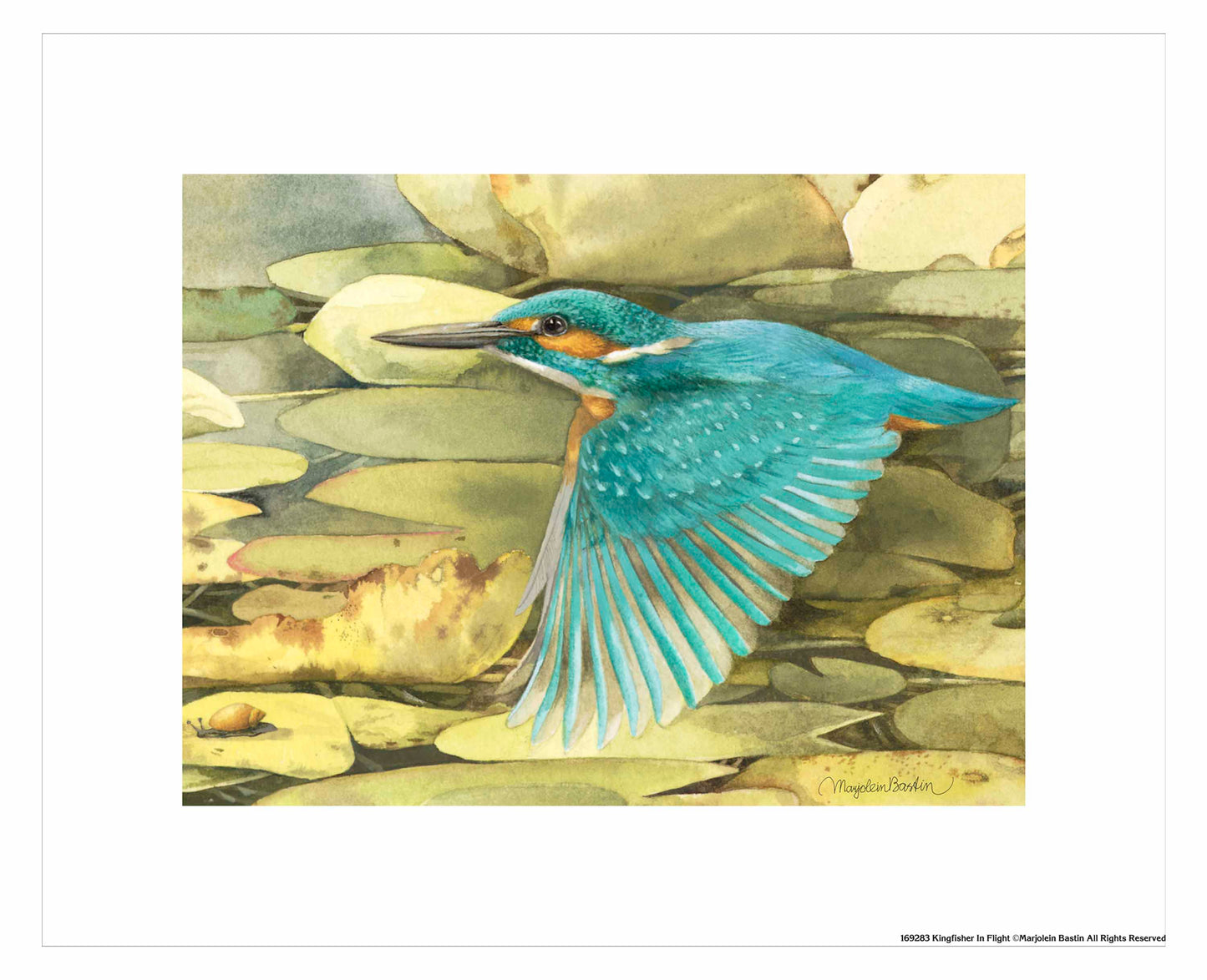 Kingfisher in Flight - Art Prints