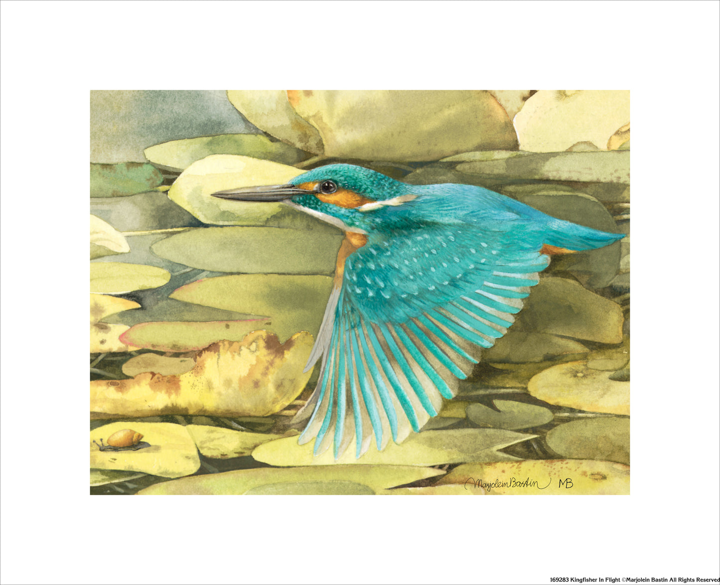 Kingfisher in Flight - Art Prints