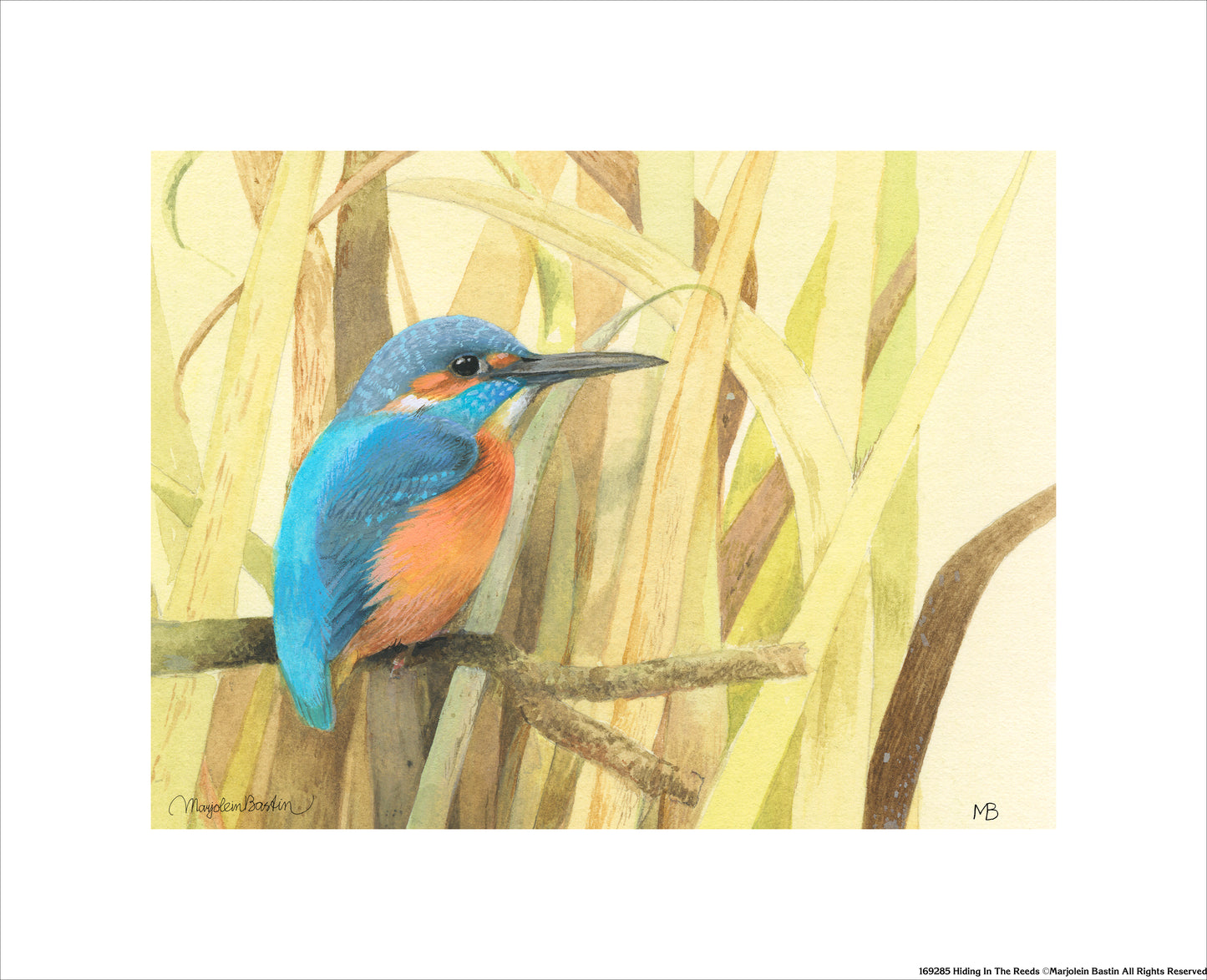 Hiding in the Reeds - Art Prints