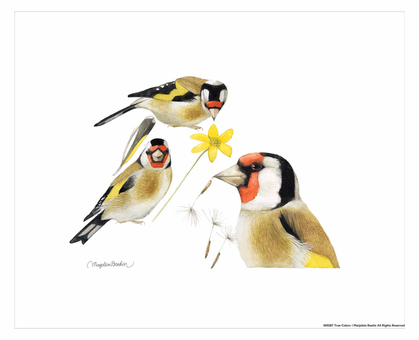 True Colors - Art Prints