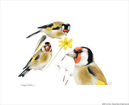 True Colors - Art Prints