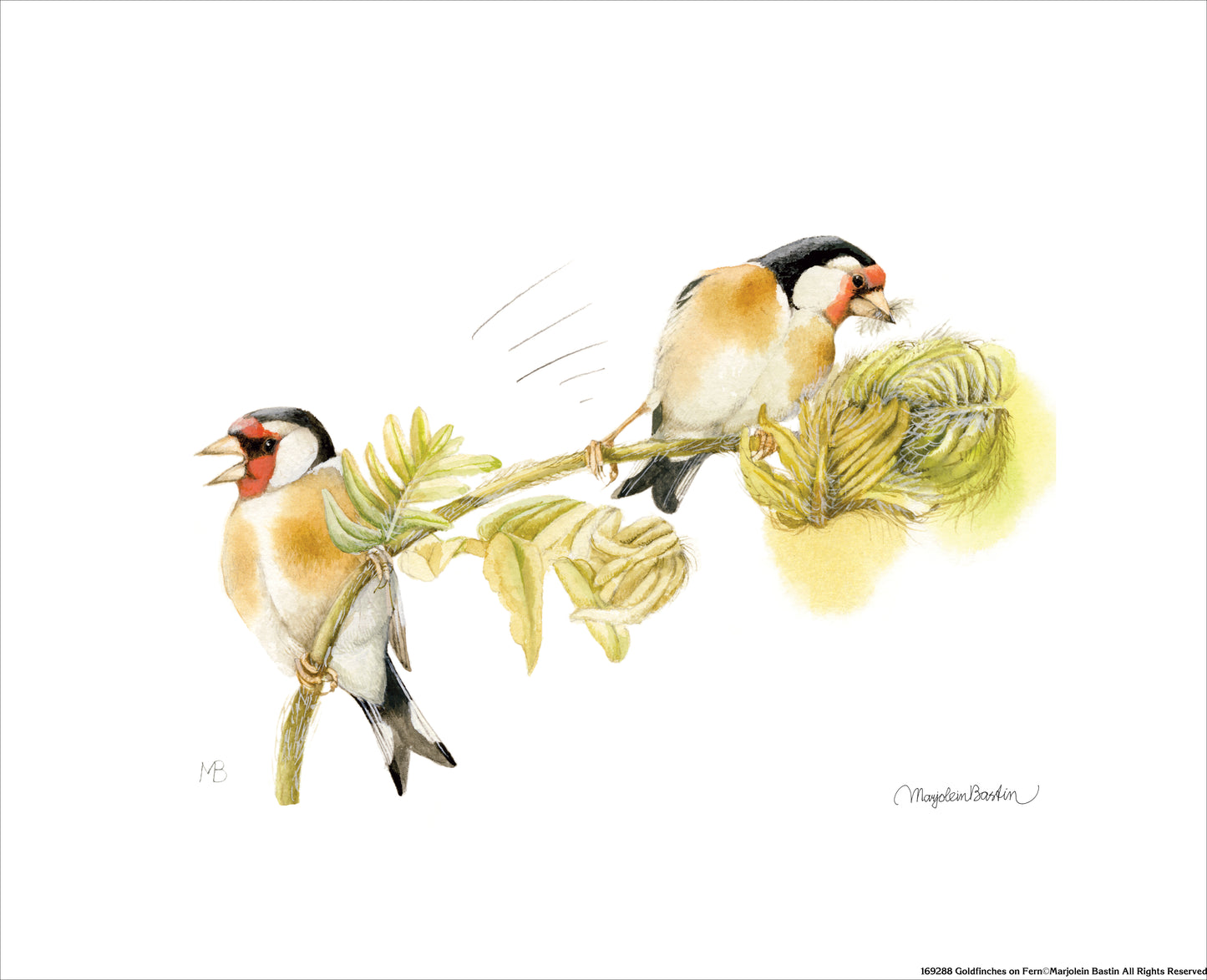Goldfinches on Fern - Art Prints
