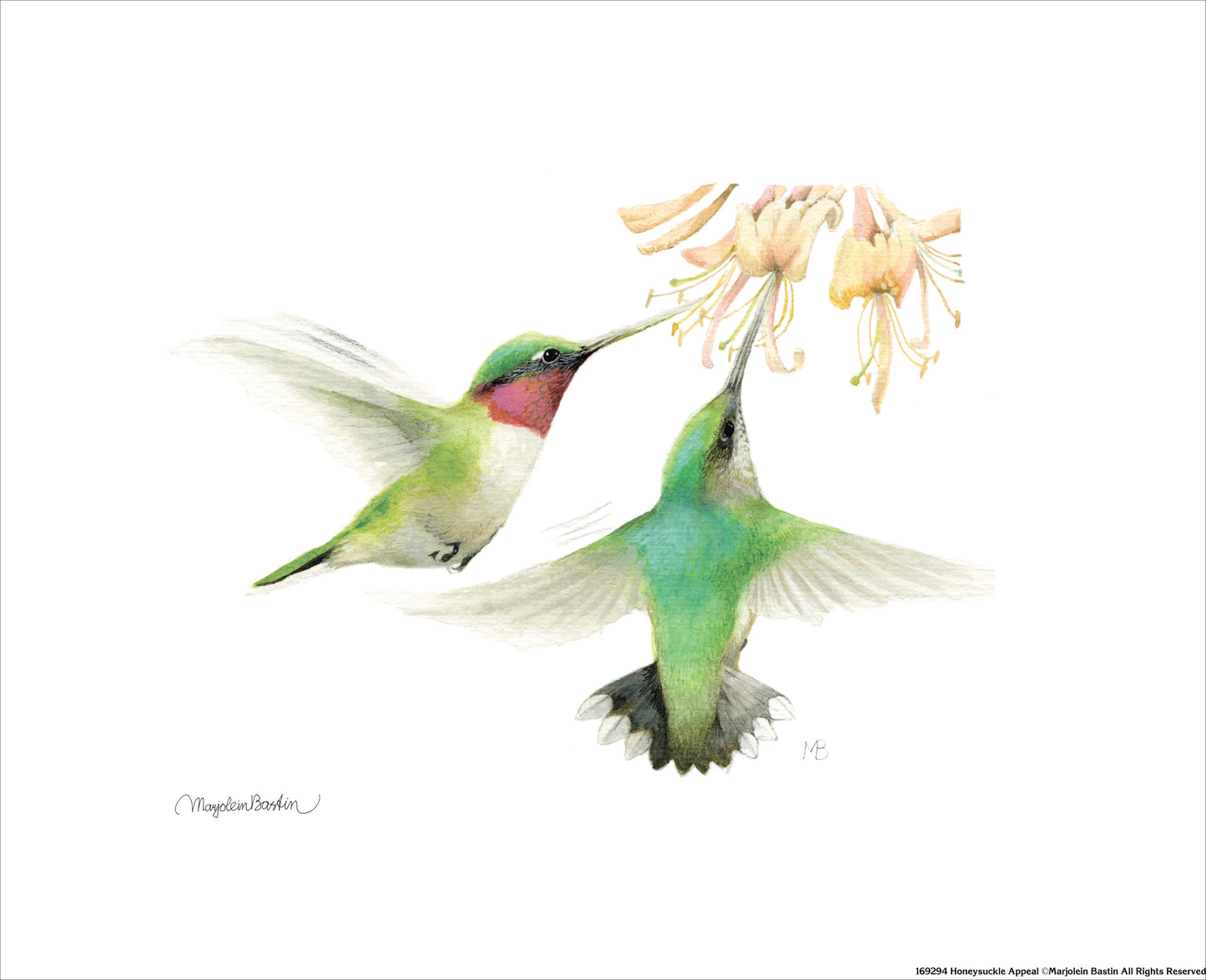 Honeysuckle Appeal - Art Prints