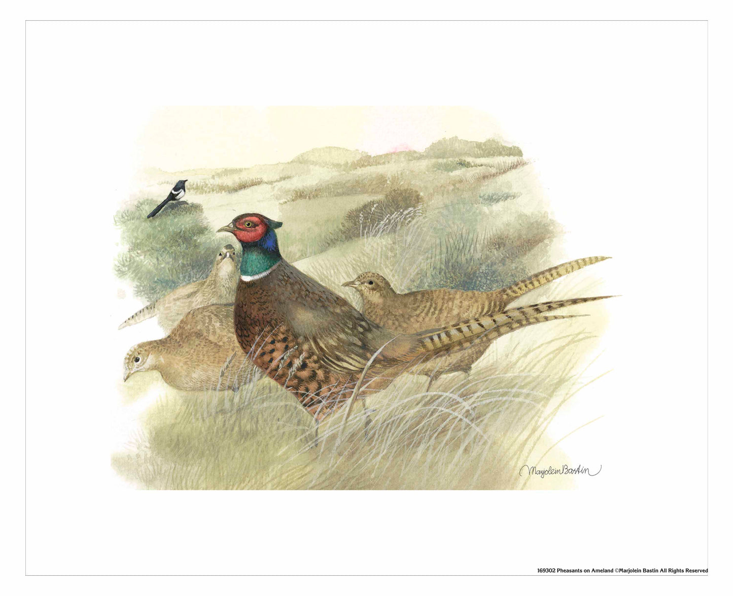 Pheasants on Ameland - Art Prints