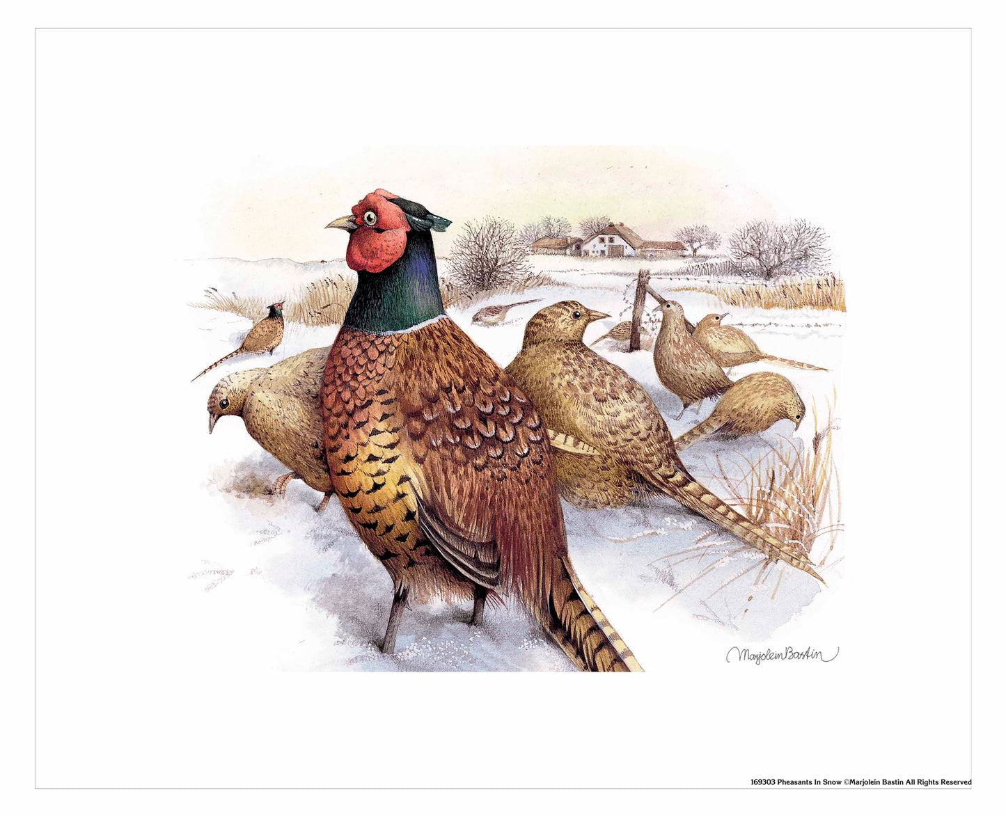 Pheasants in Snow - Art Prints