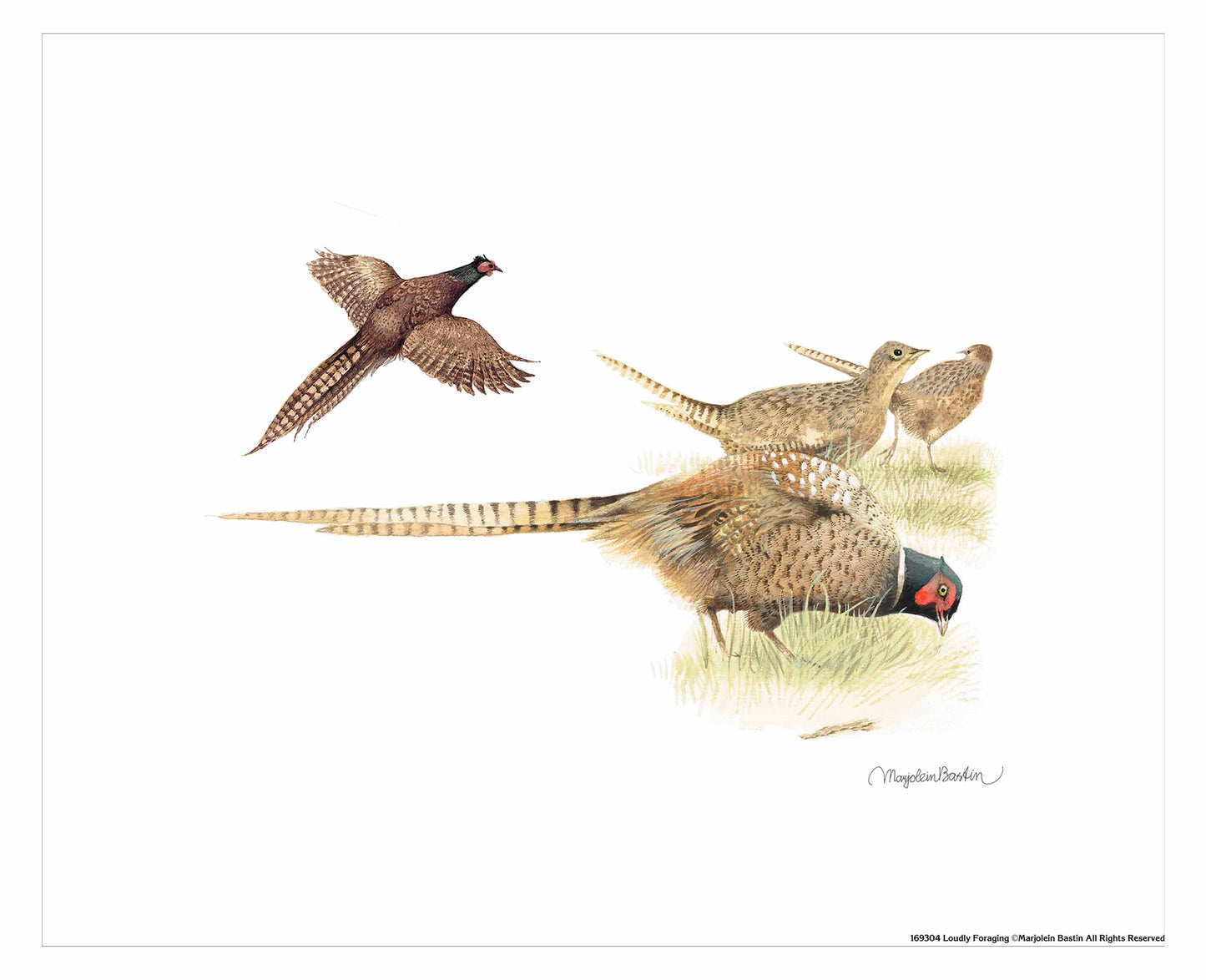 Loudly Foraging - Art Prints