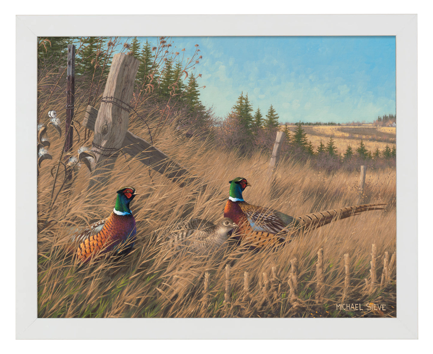 Shelterbelt - Pheasants - Art Prints
