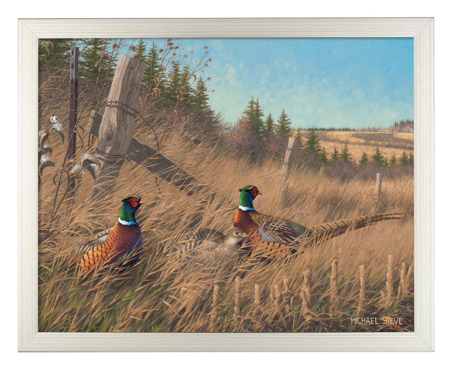Shelterbelt - Pheasants - Art Prints