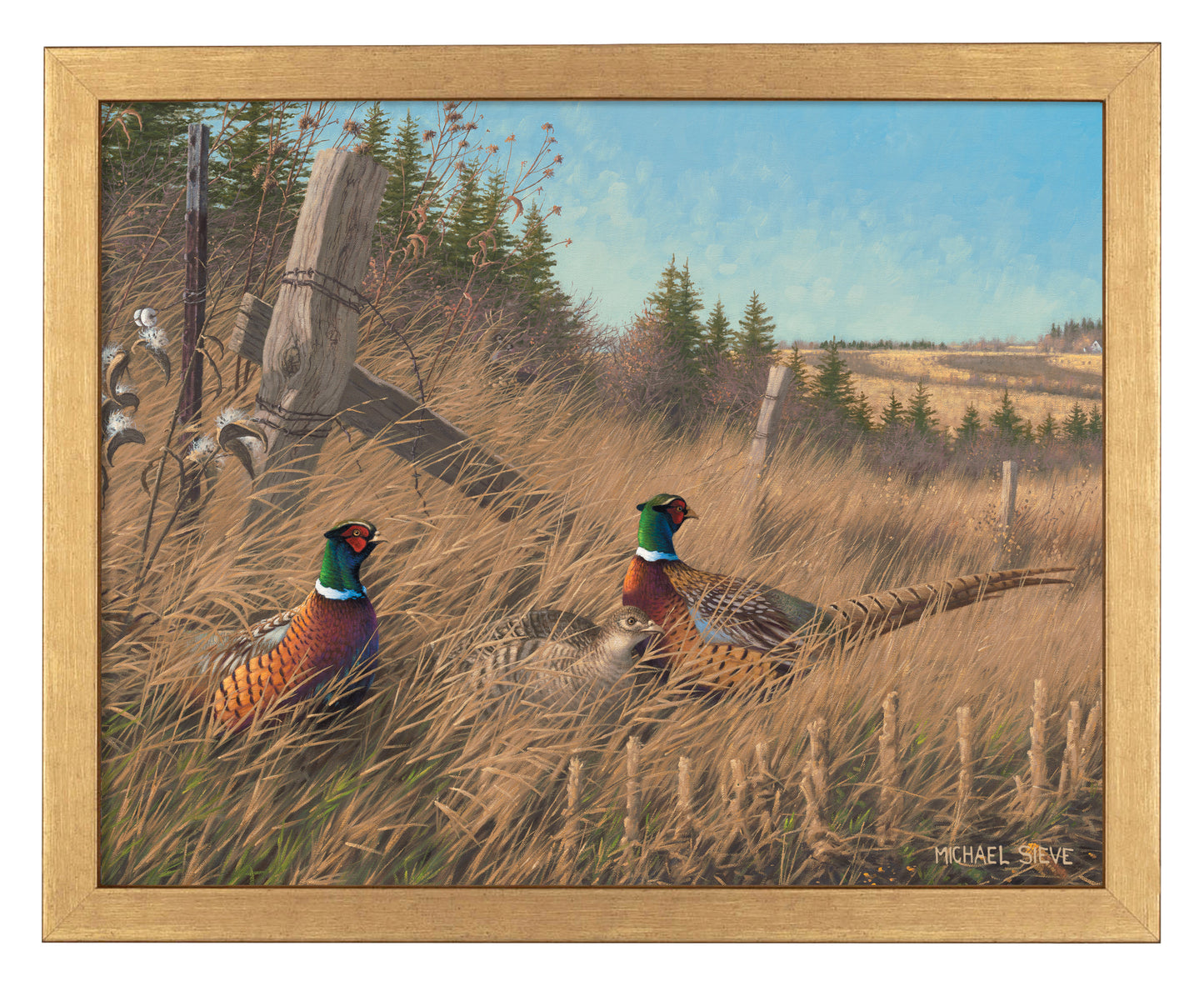 Shelterbelt - Pheasants - Art Prints