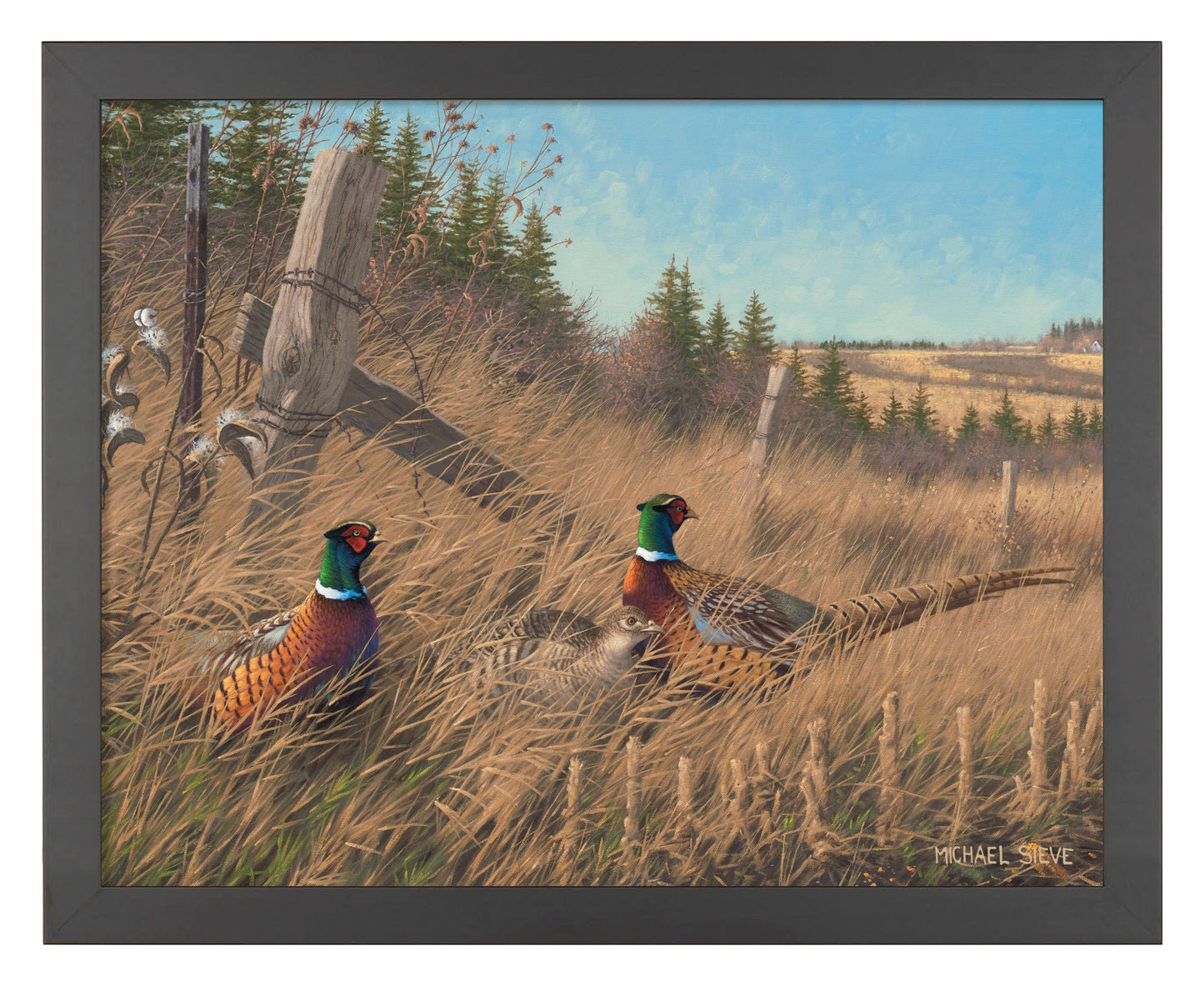 Shelterbelt - Pheasants - Art Prints