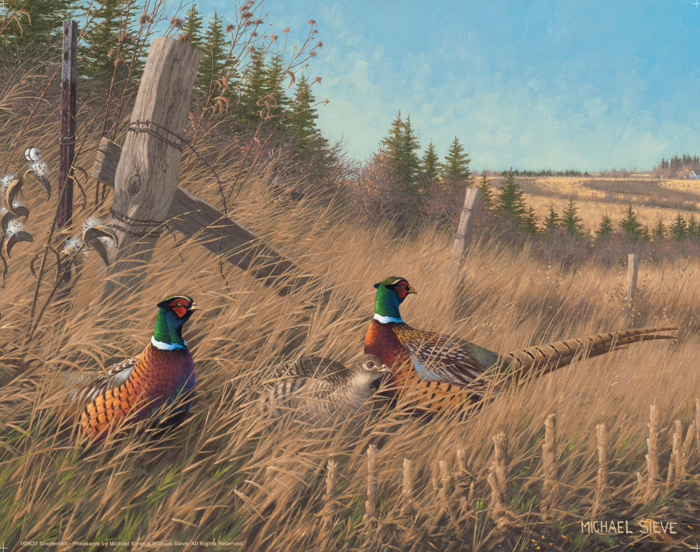 Shelterbelt - Pheasants - Art Prints