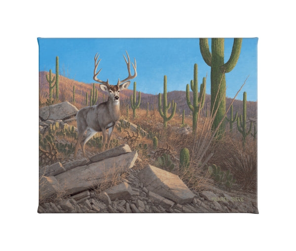 Sonora Sunrise - Mule Deer - 16" x 20.5" Gallery Wrapped Canvas