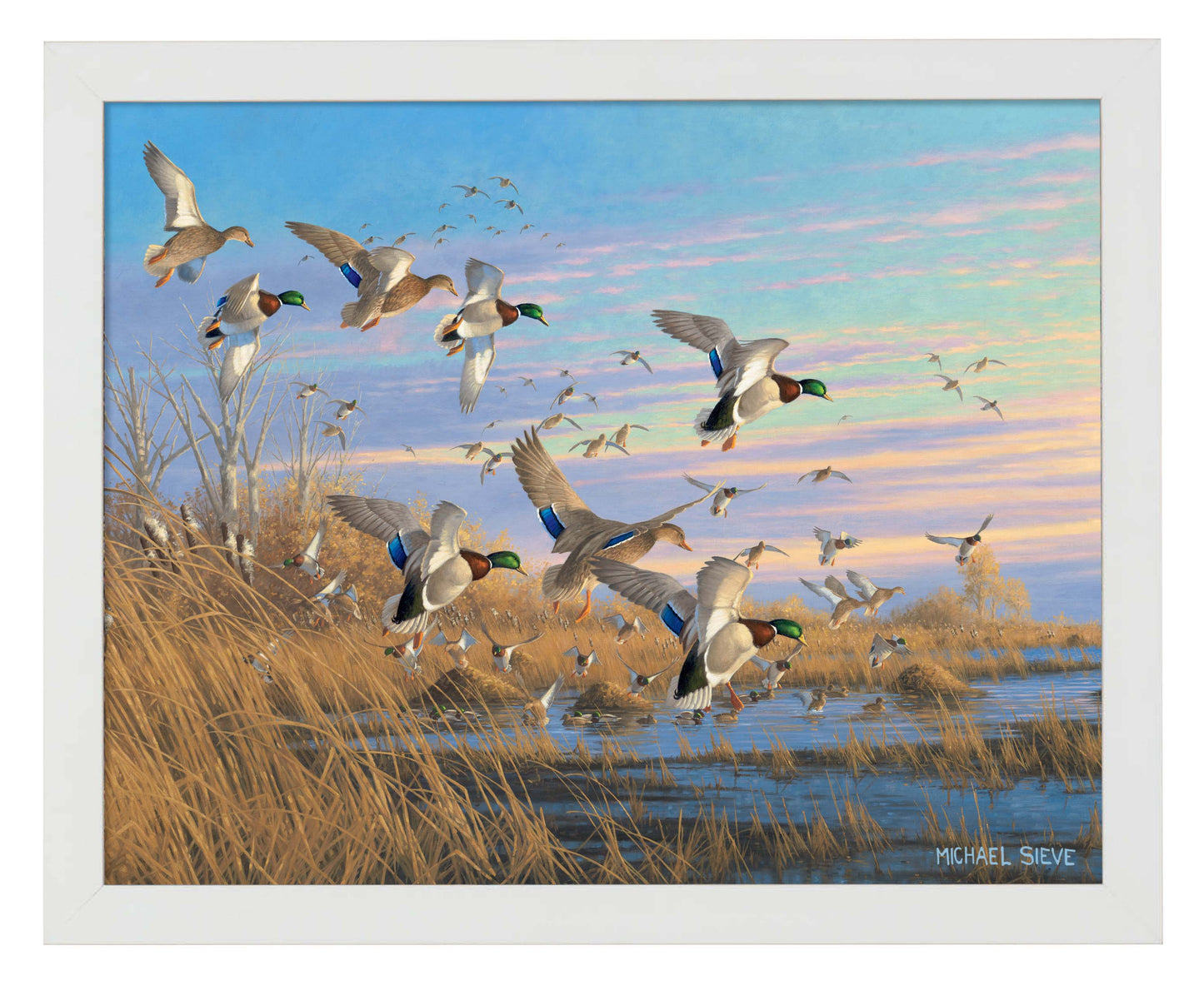 Dropping In - Mallards - Art Prints