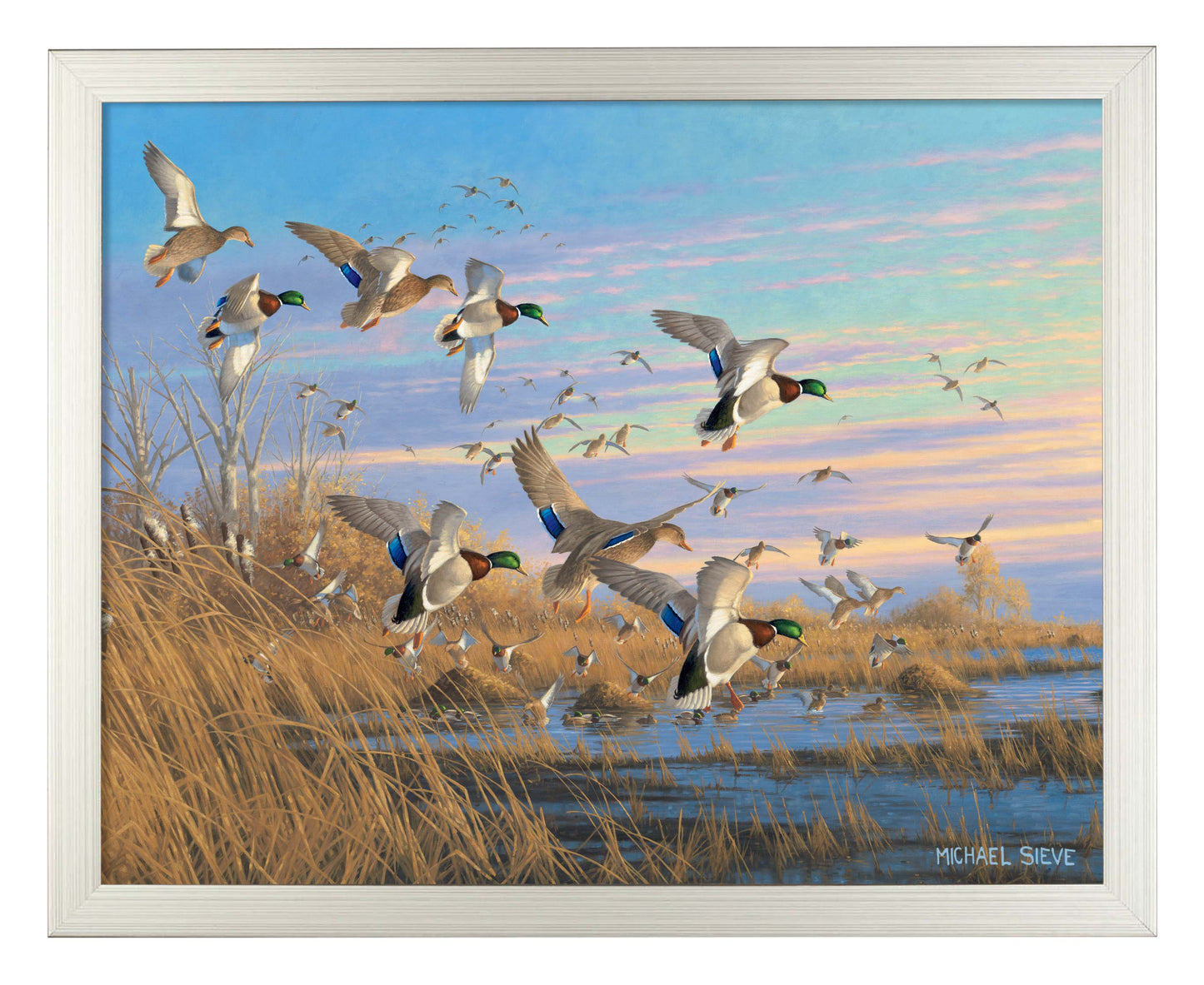 Dropping In - Mallards - Art Prints