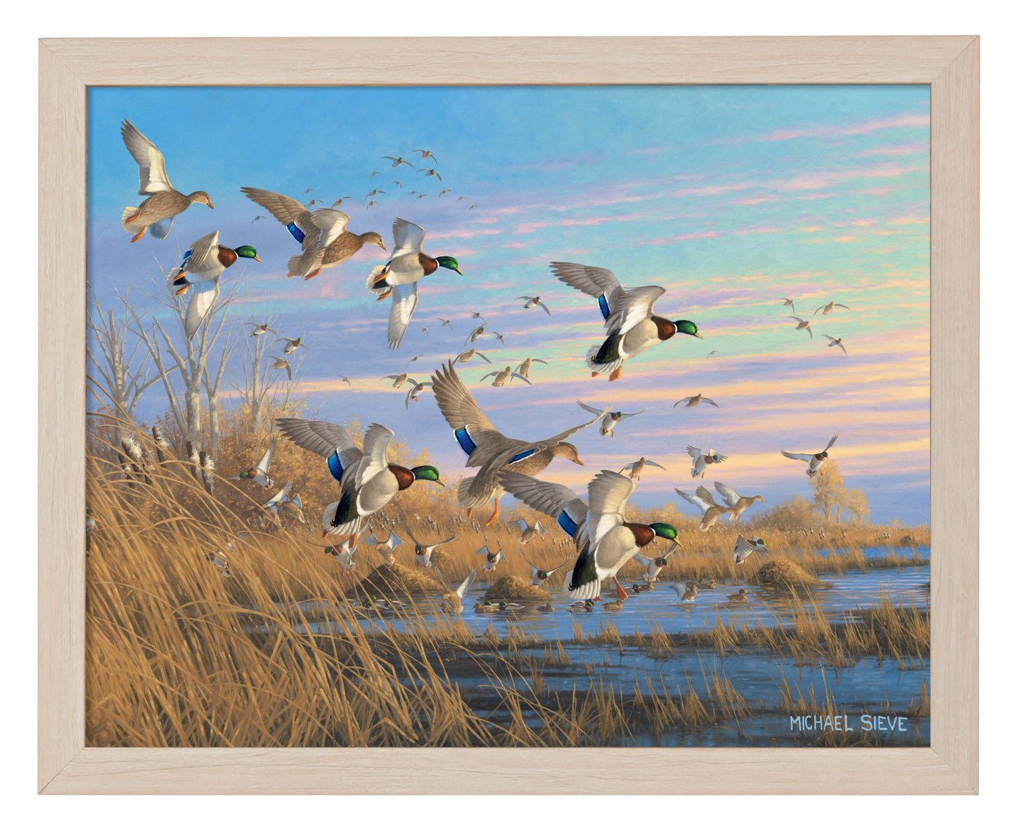 Dropping In - Mallards - Art Prints