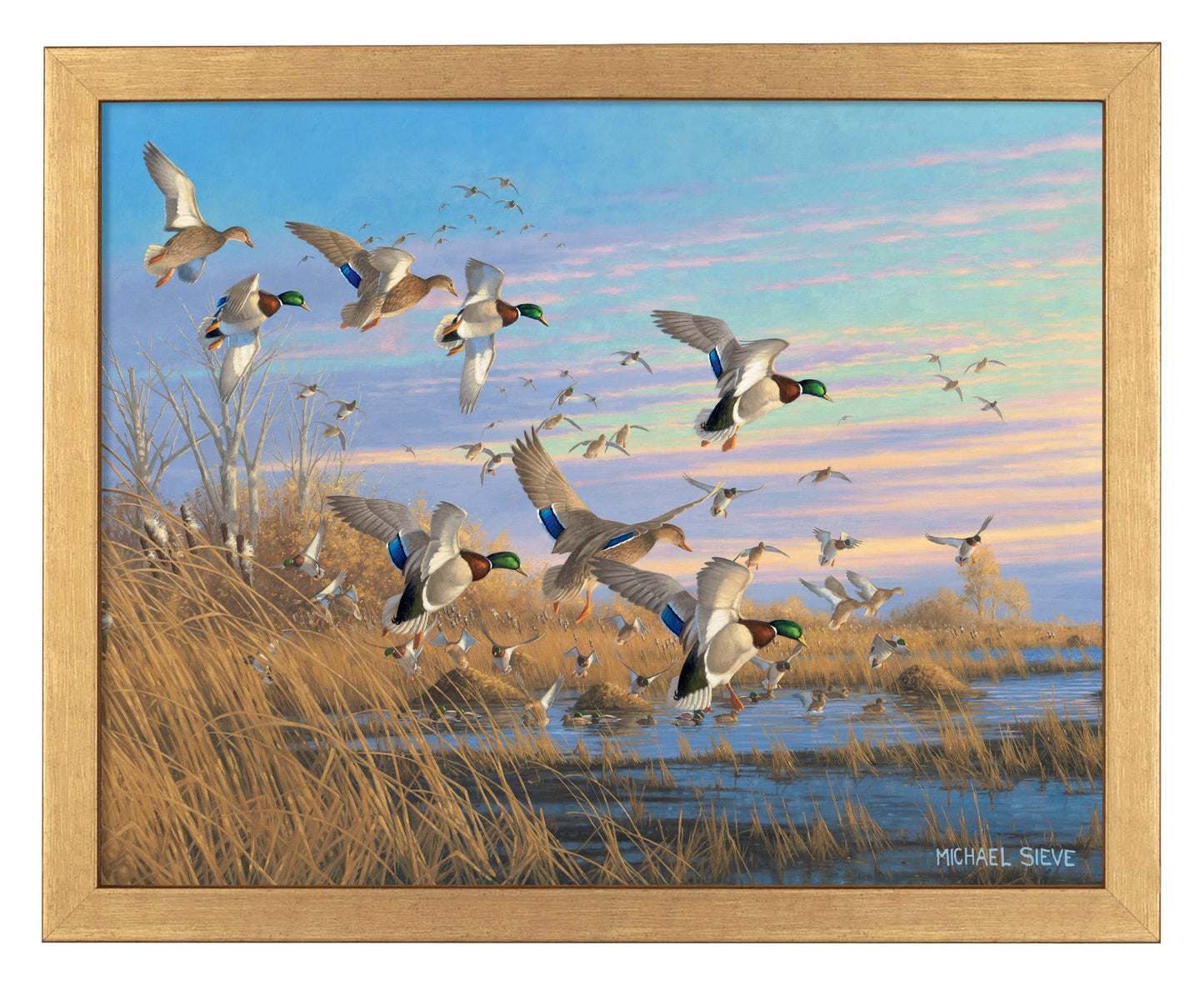 Dropping In - Mallards - Art Prints