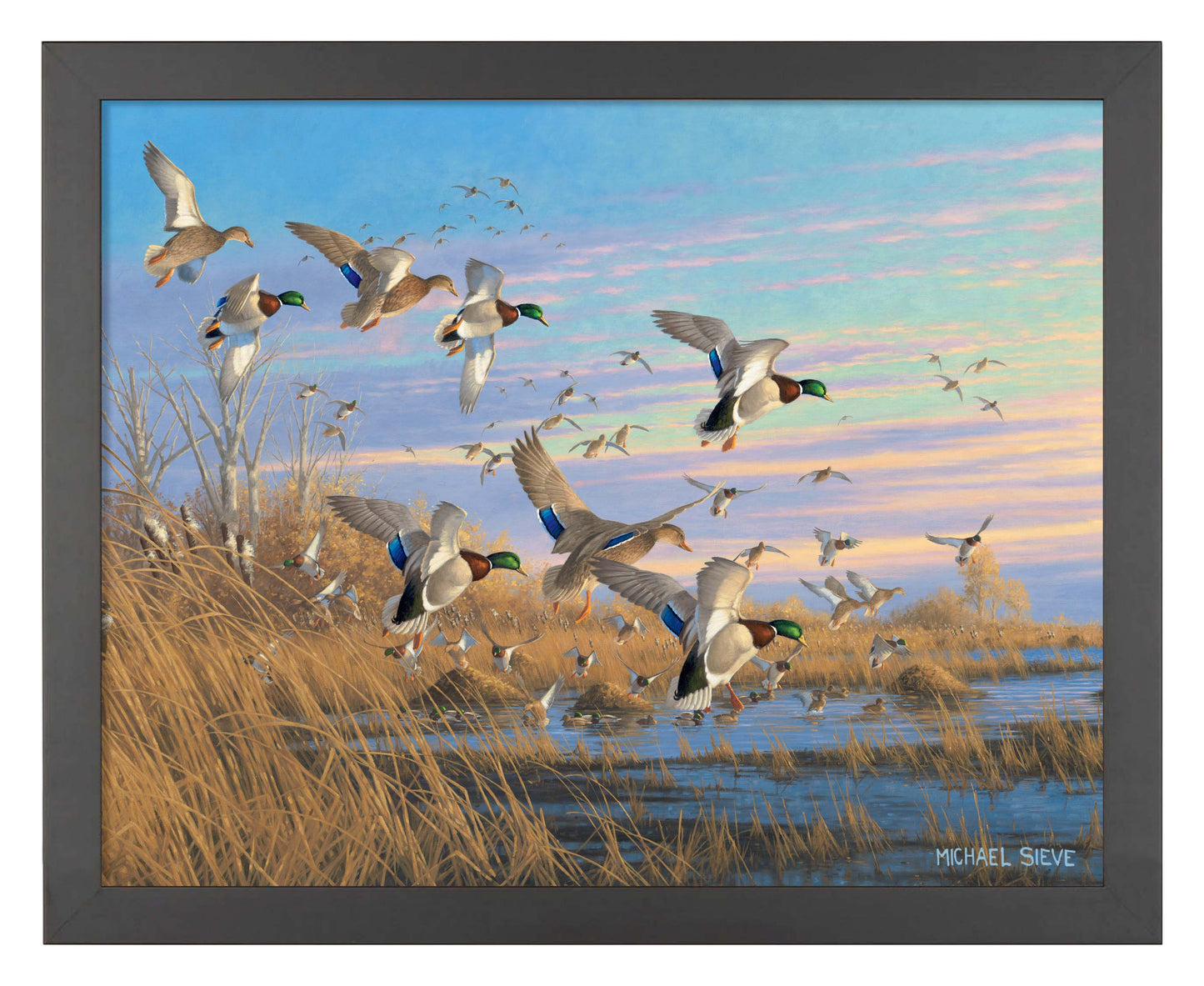 Dropping In - Mallards - Art Prints