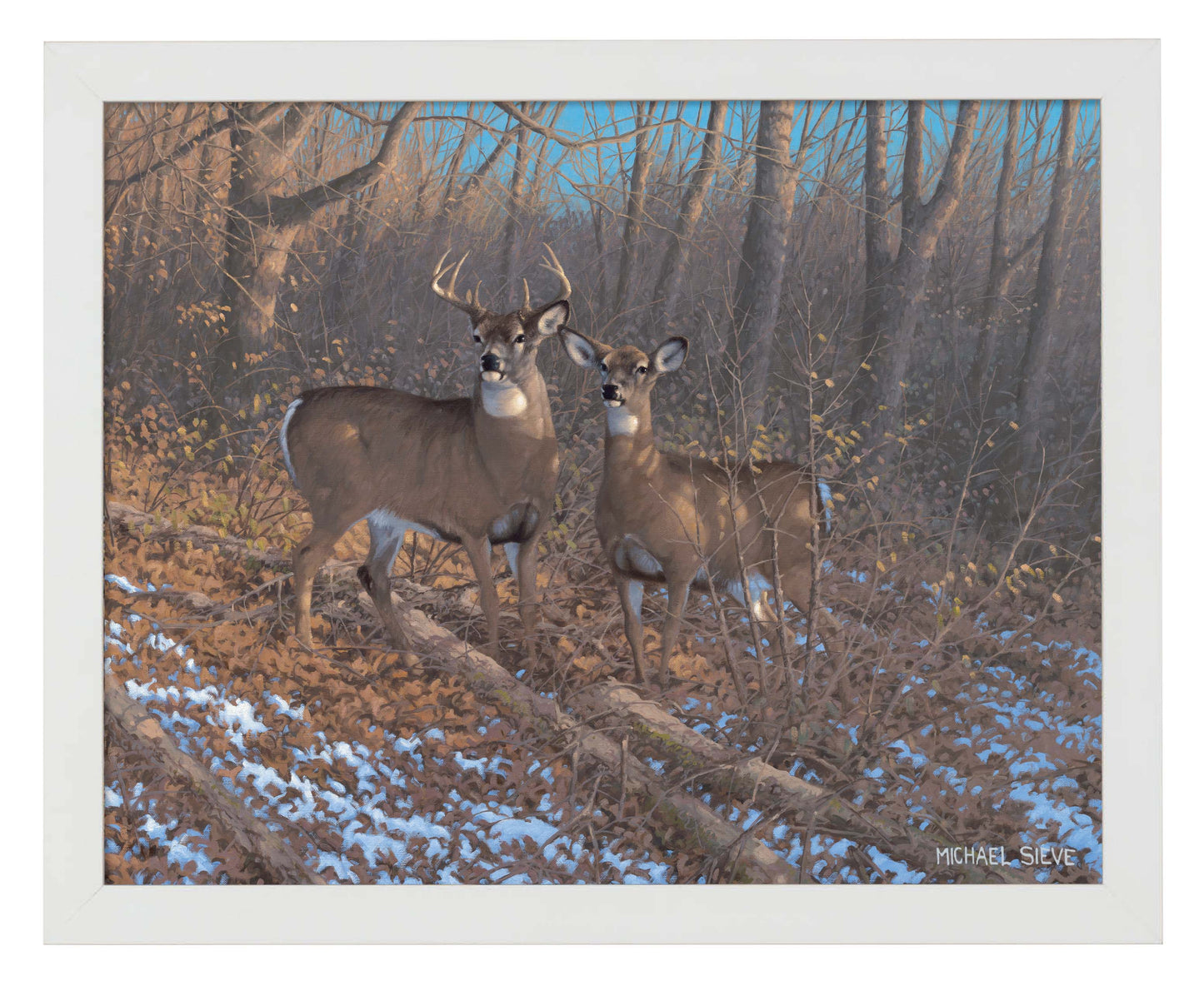 Morning Sun - Whitetail Deer - Art Prints