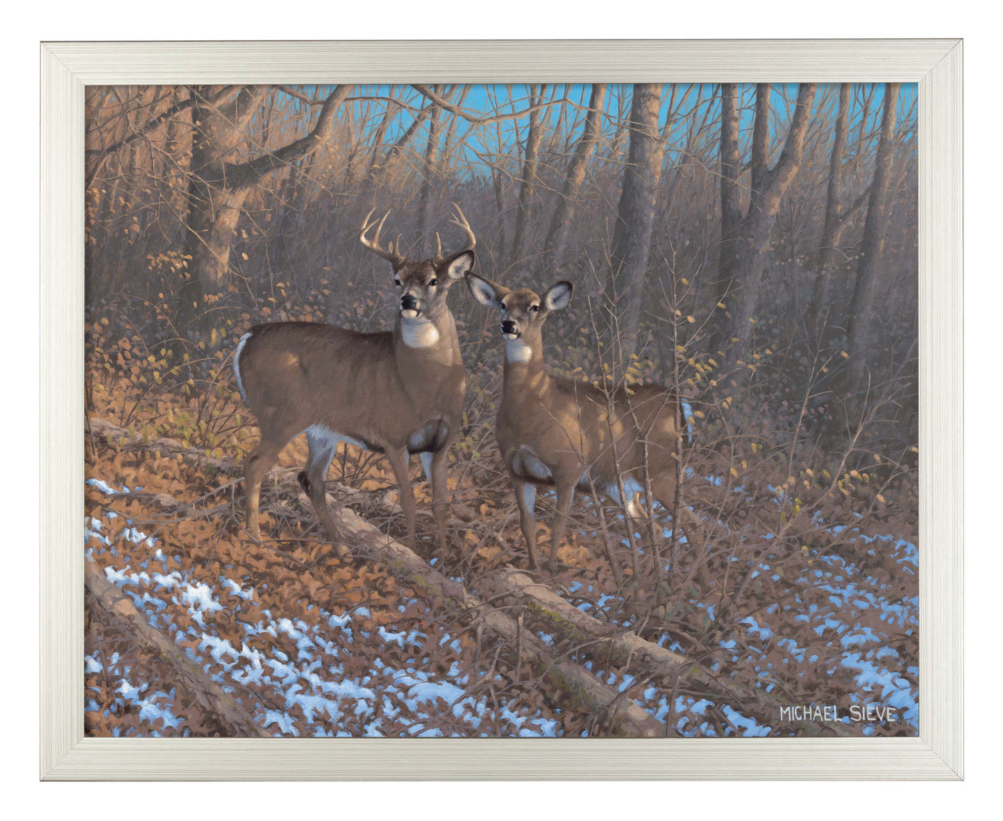 Morning Sun - Whitetail Deer - Art Prints