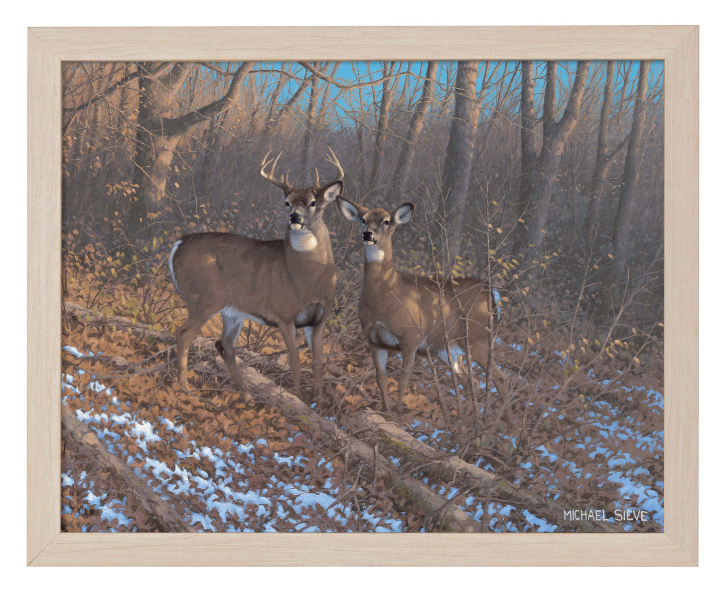 Morning Sun - Whitetail Deer - Art Prints