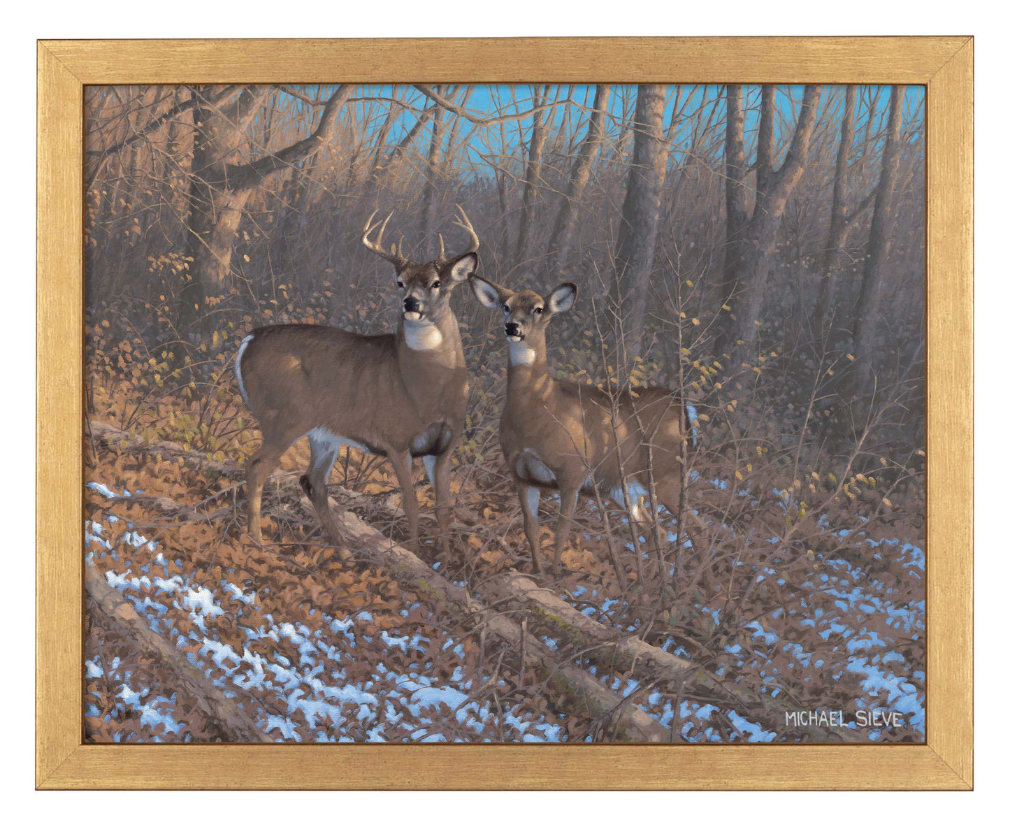 Morning Sun - Whitetail Deer - Art Prints