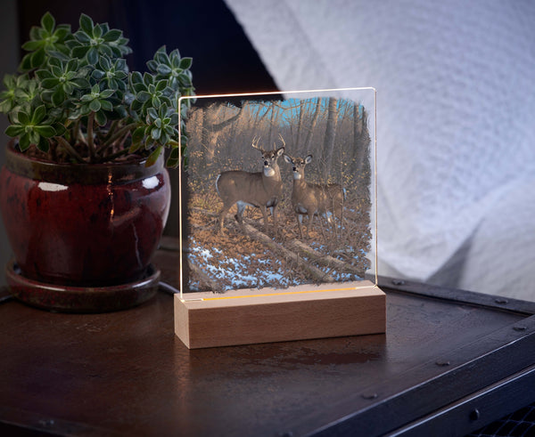 Morning Sun - Whitetail Deer - Acrylic Night Light
