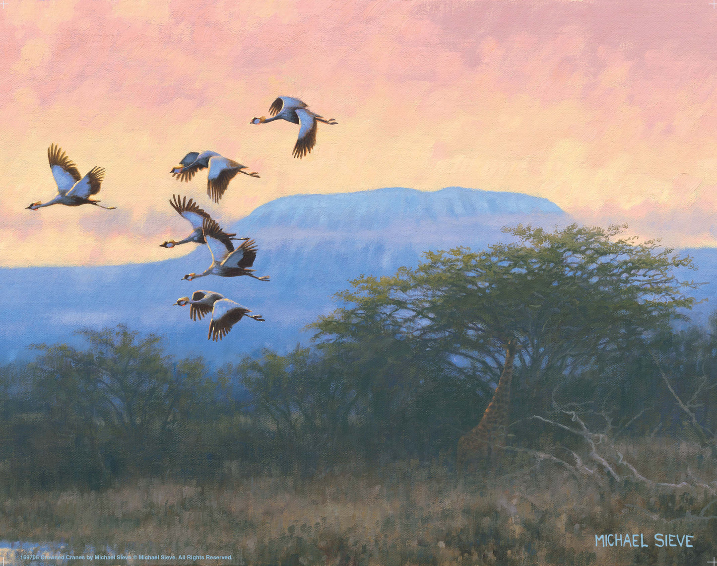 Crowned Cranes - Art Prints