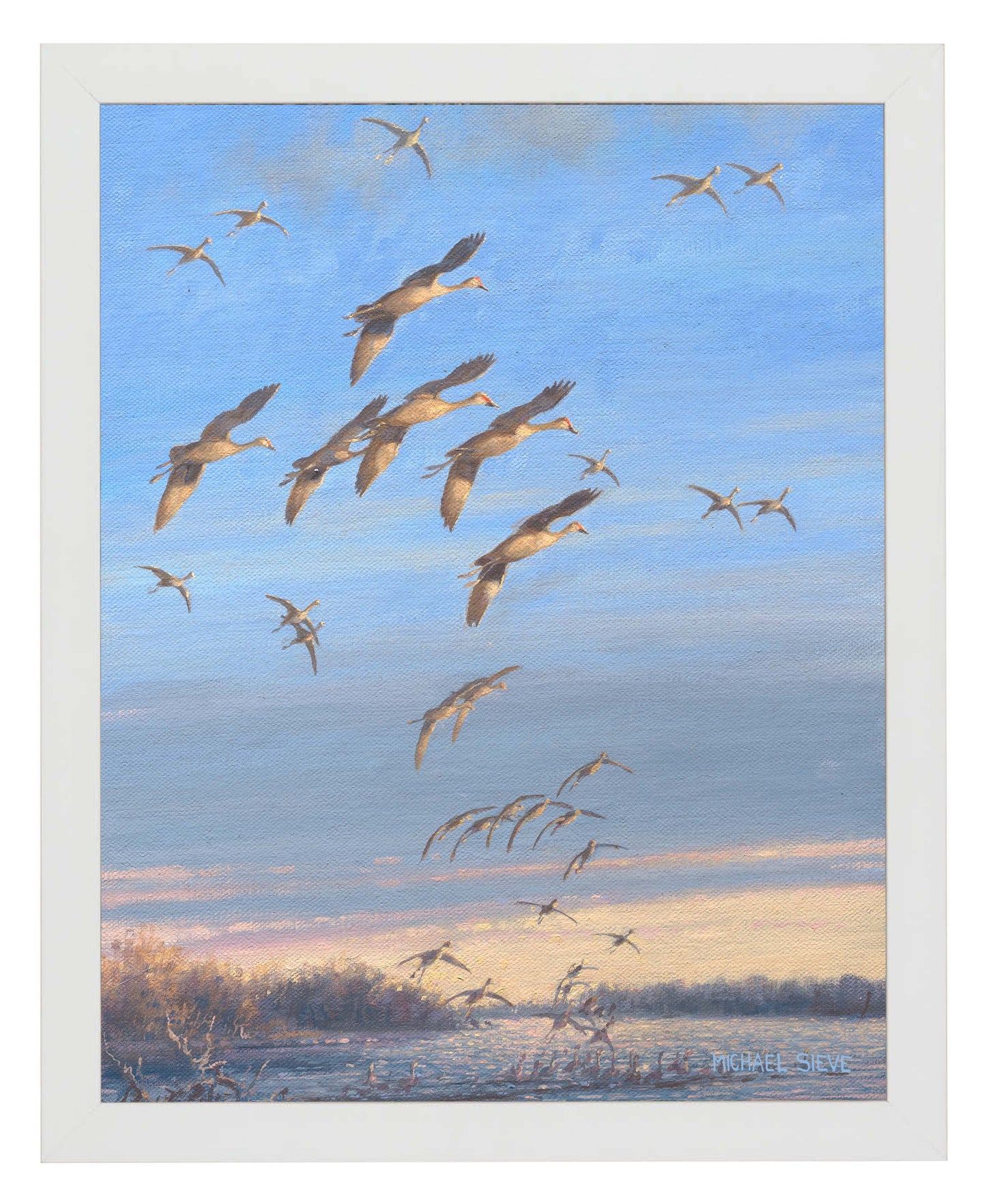 Sandhill Crane Study - Art Prints