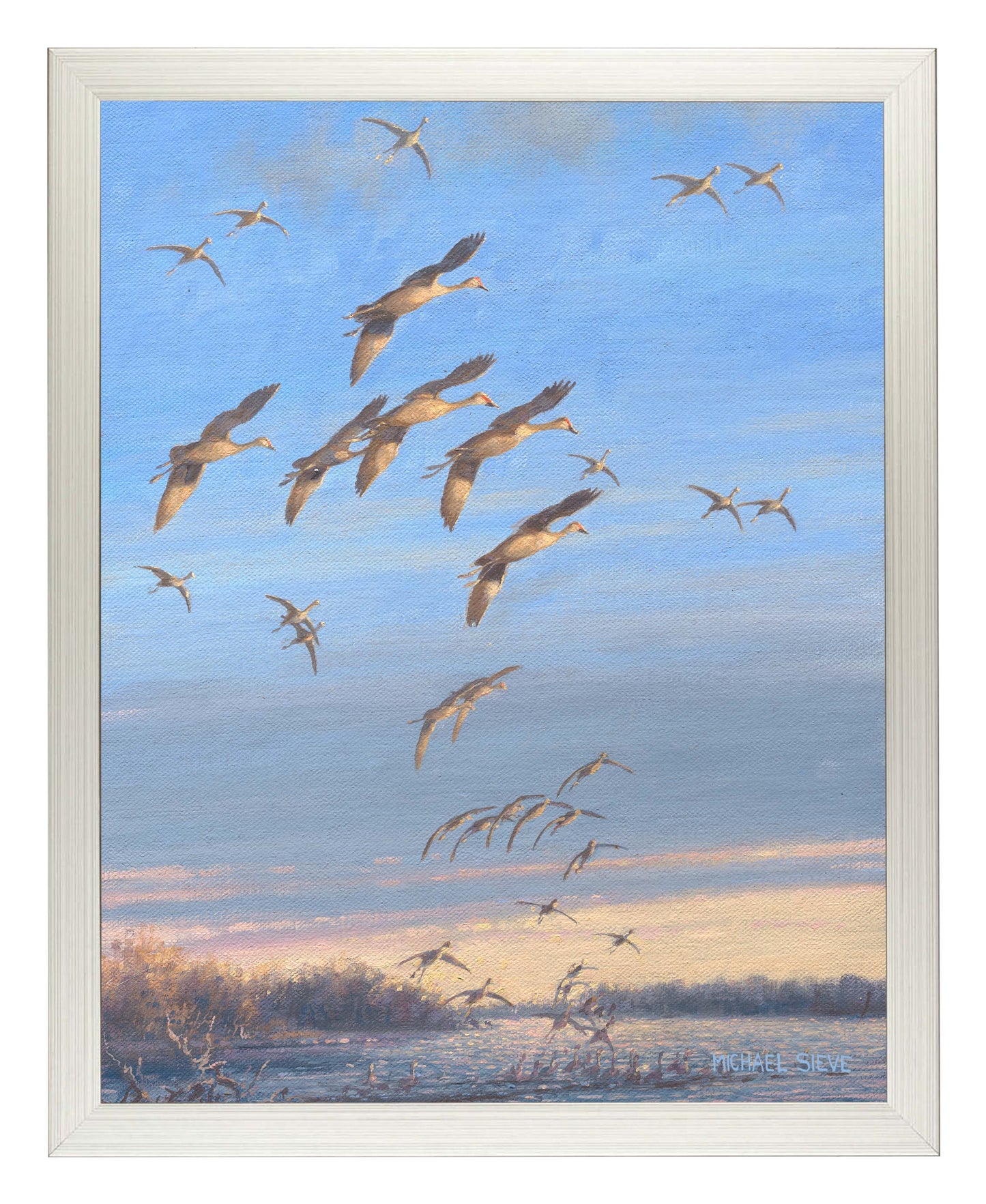Sandhill Crane Study - Art Prints