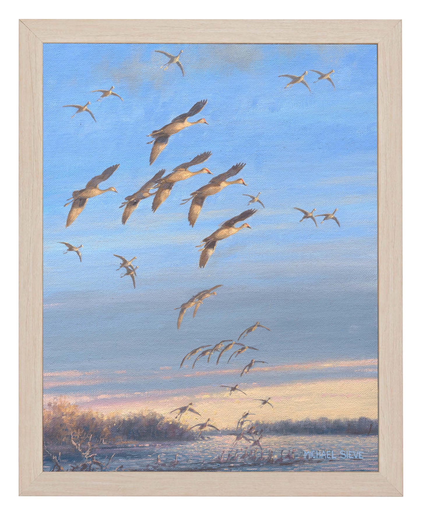Sandhill Crane Study - Art Prints